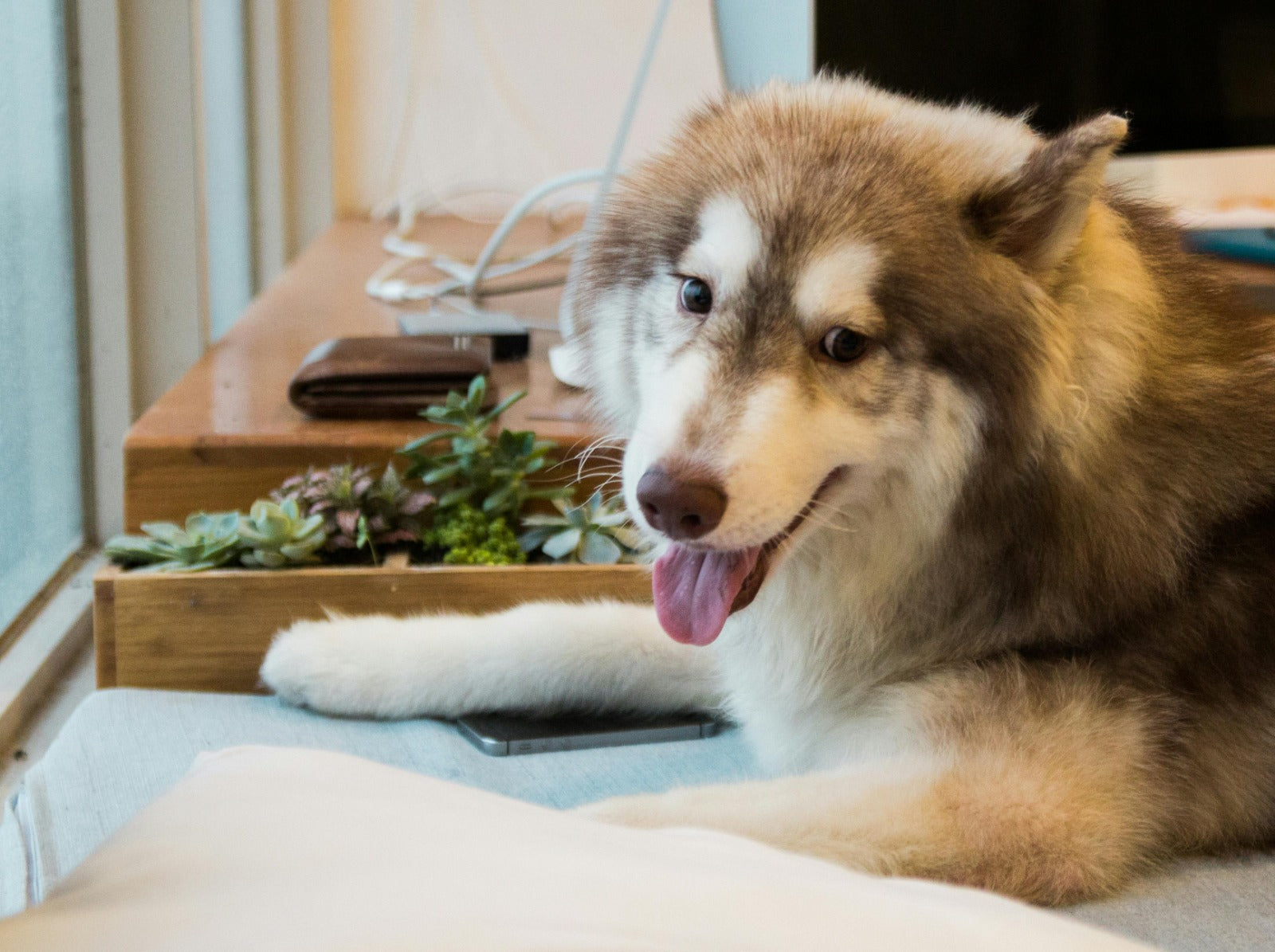 Tail-Wagging Goodness: Choosing the Right Food For Your Dog