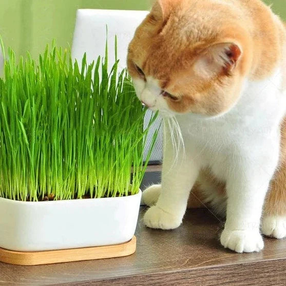 Cat / Dog Grass Seeds