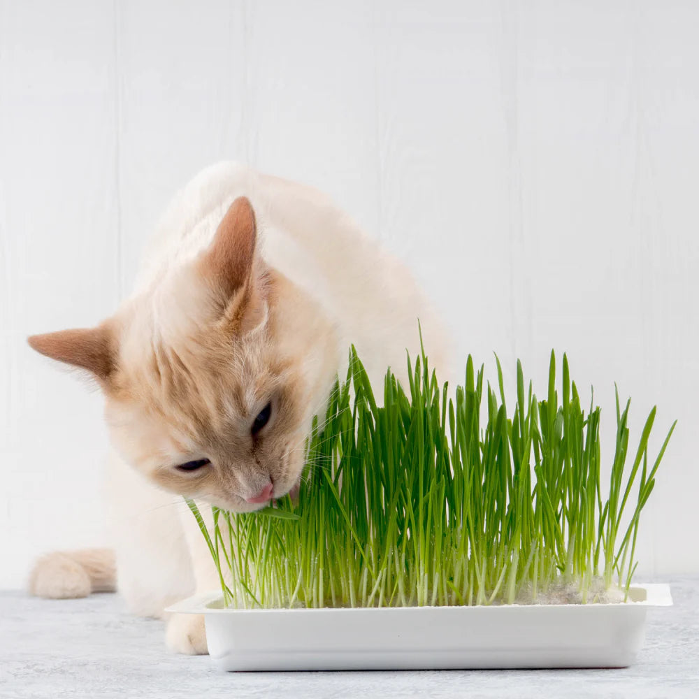 Cat / Dog Grass Seeds