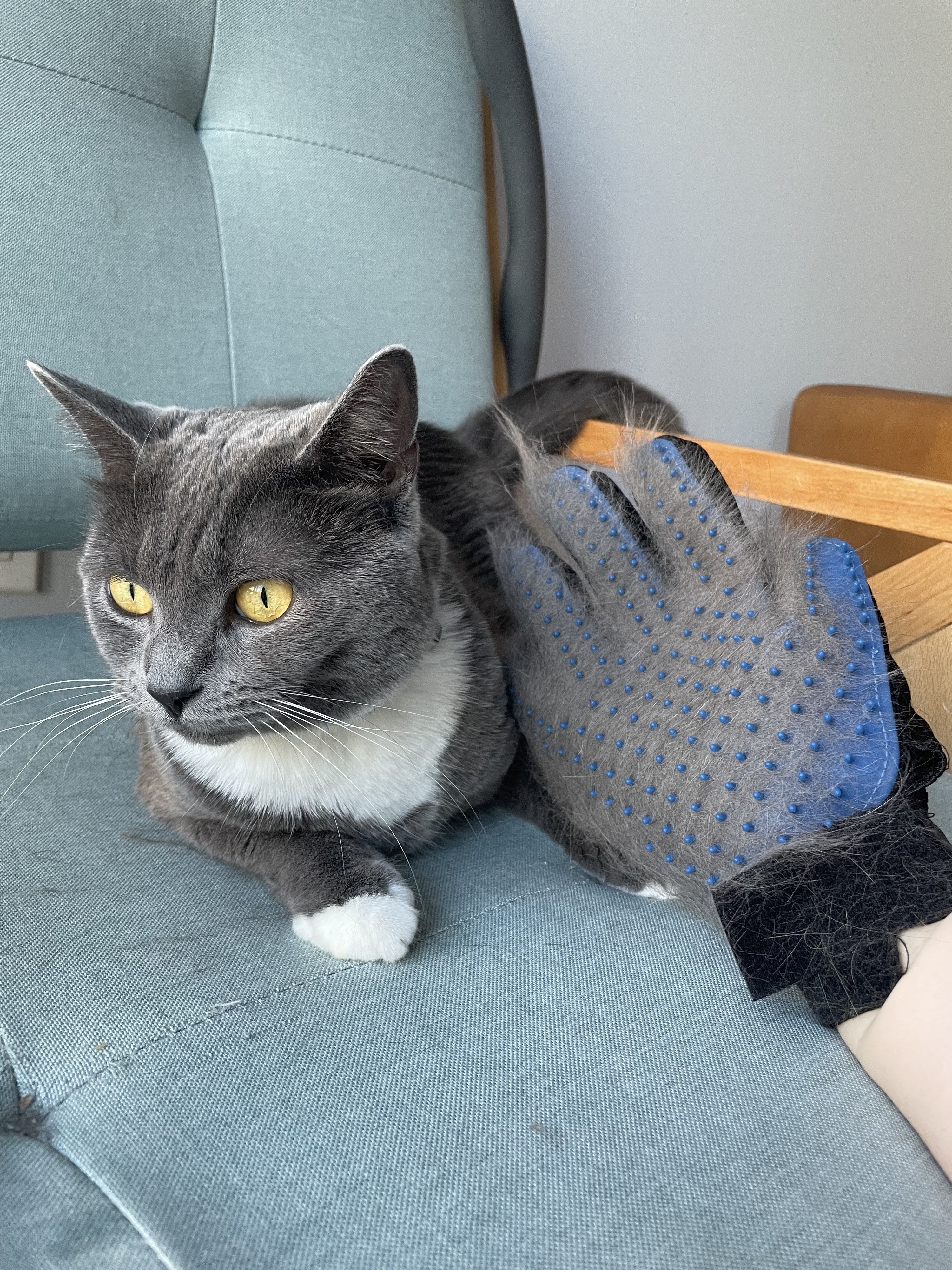 Grooming Glove For Cats & Dogs Without Packing