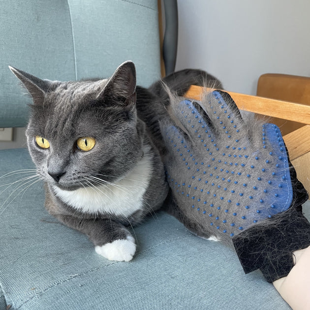 Grooming Glove For Cats & Dogs Without Packing