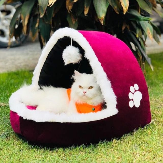 Cat House igloo