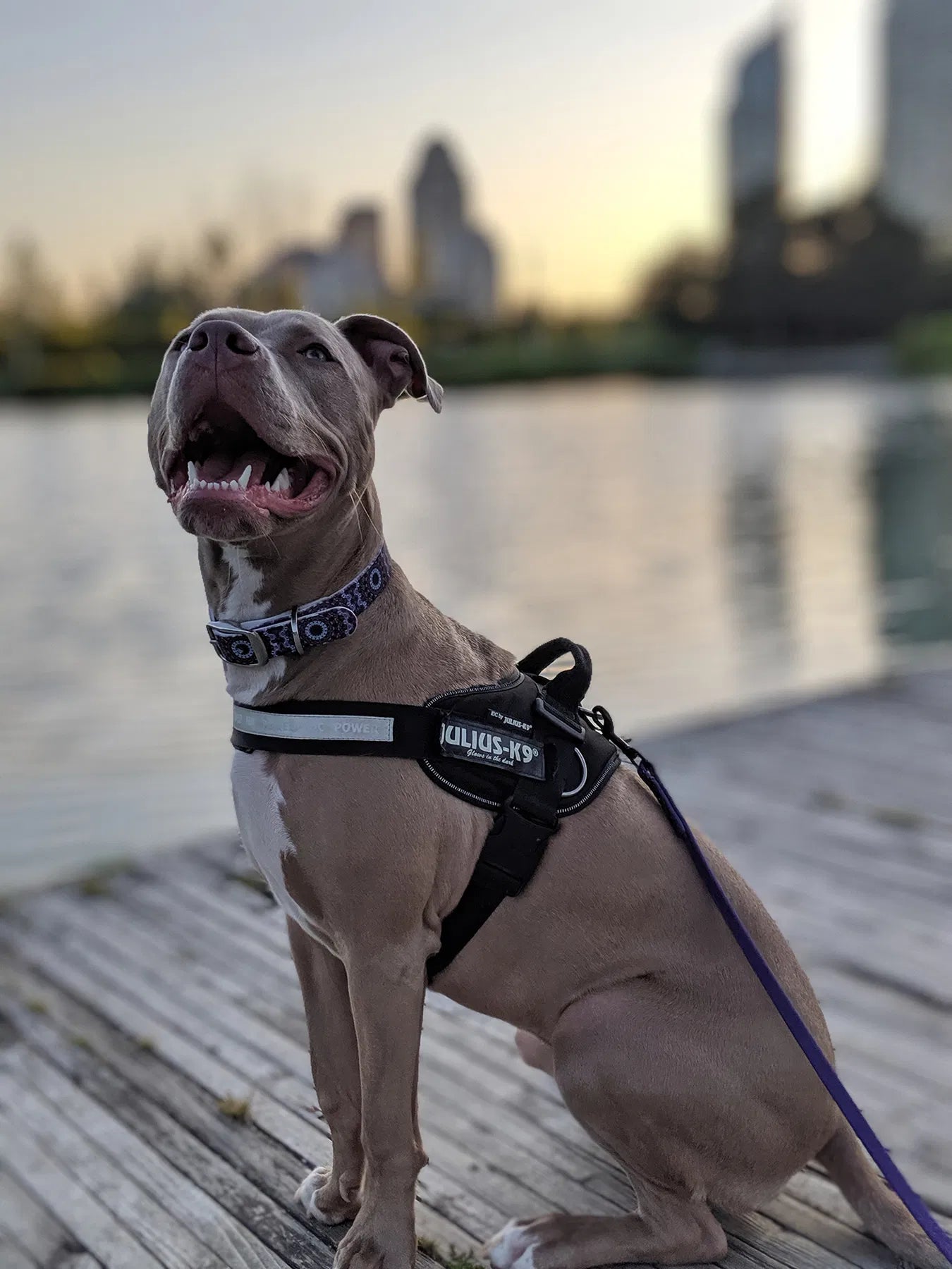 K9 Dog Harness