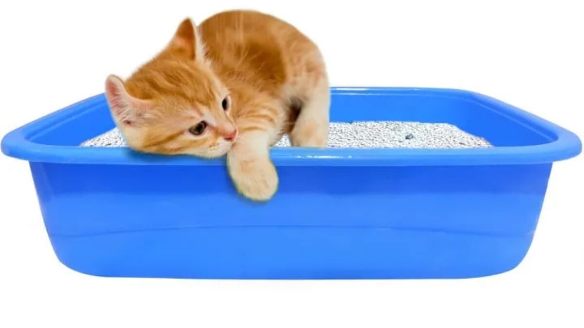 Litter Tray Small size For Kittens